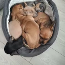 Dachshund (Smooth Haired)