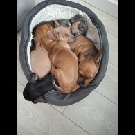 Dachshund (Smooth Haired)