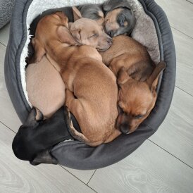 Dachshund (Smooth Haired)