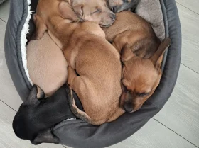 Dachshund (Smooth Haired)