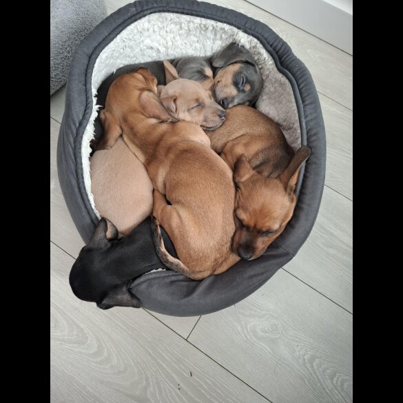 Dachshund (Smooth Haired)