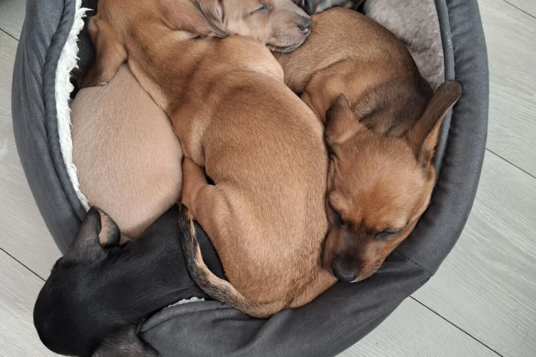Dachshund (Smooth Haired)