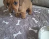 Dachshund (Smooth Haired)