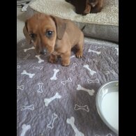 Dachshund (Smooth Haired)