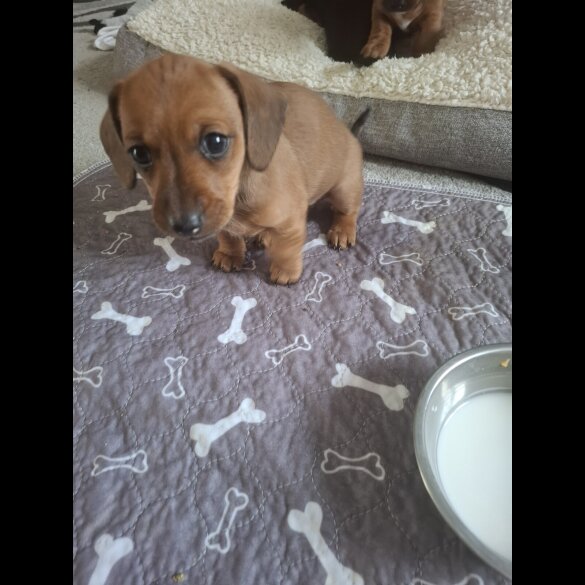 Dachshund (Smooth Haired)