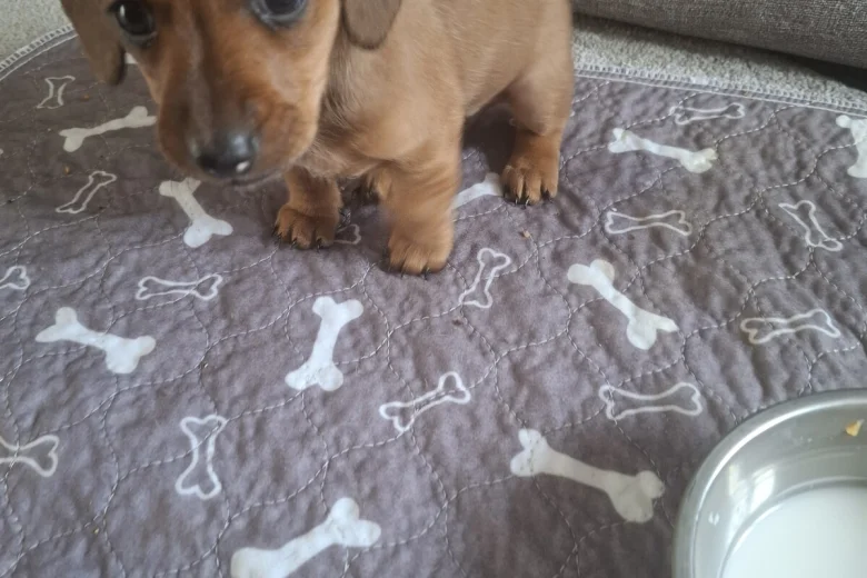 Dachshund (Smooth Haired)