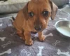 Dachshund (Smooth Haired)
