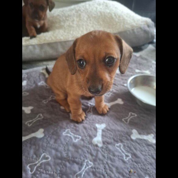 Dachshund (Smooth Haired)