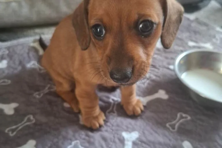 Dachshund (Smooth Haired)