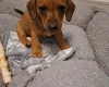 Dachshund (Smooth Haired)