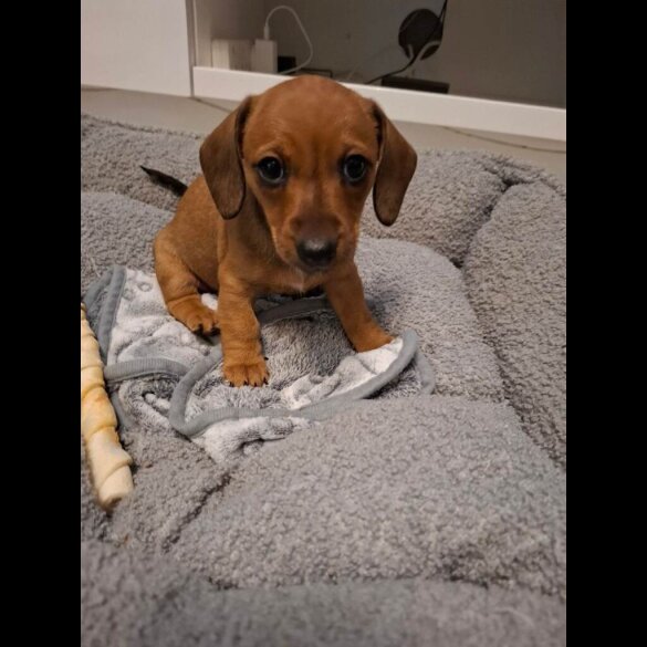 Dachshund (Smooth Haired)