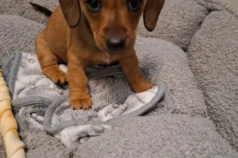 Dachshund (Smooth Haired)