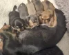 Dachshund (Smooth Haired)