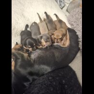 Dachshund (Smooth Haired)