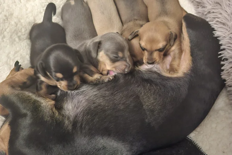 Dachshund (Smooth Haired)