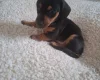 Dachshund (Smooth Haired)
