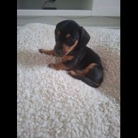 Dachshund (Smooth Haired)