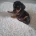 Dachshund (Smooth Haired)
