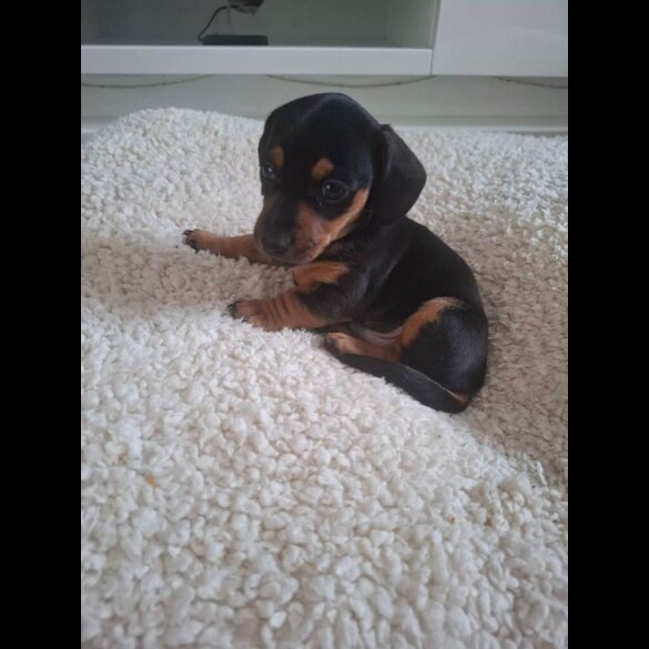 Dachshund (Smooth Haired)