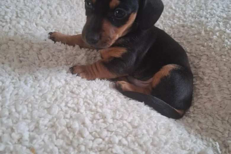 Dachshund (Smooth Haired)