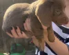 Dachshund (Miniature Smooth Haired)