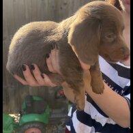 Dachshund (Miniature Smooth Haired)