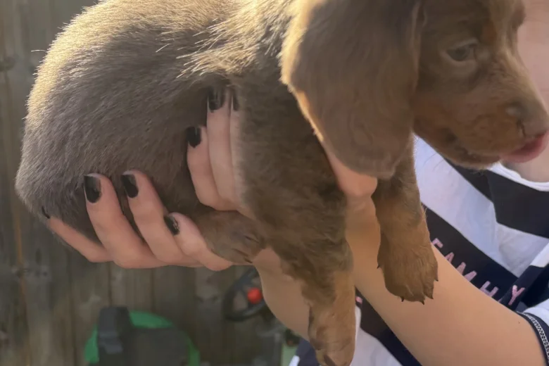 Dachshund (Miniature Smooth Haired)