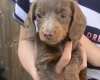 Dachshund (Miniature Smooth Haired)