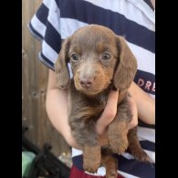 Dachshund (Miniature Smooth Haired)