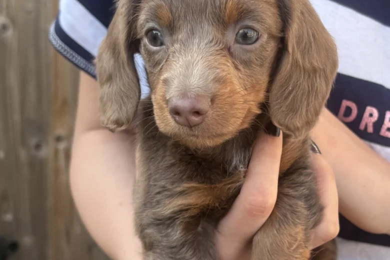 Dachshund (Miniature Smooth Haired)