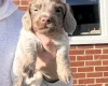 Dachshund (Miniature Smooth Haired)