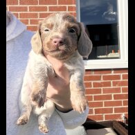 Dachshund (Miniature Smooth Haired)