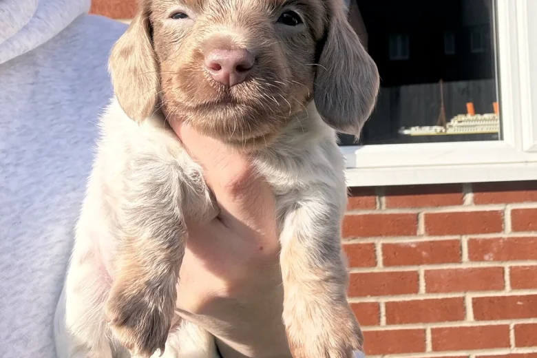 Dachshund (Miniature Smooth Haired)