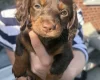 Dachshund (Miniature Smooth Haired)