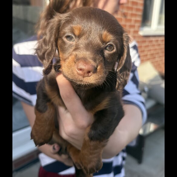 Dachshund (Miniature Smooth Haired)