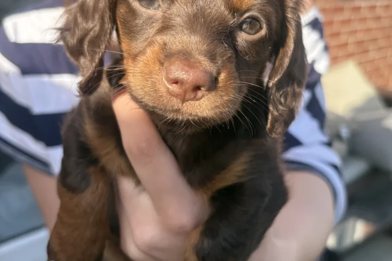 Dachshund (Miniature Smooth Haired)