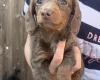 Dachshund (Miniature Smooth Haired)