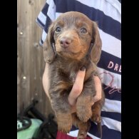 Dachshund (Miniature Smooth Haired)