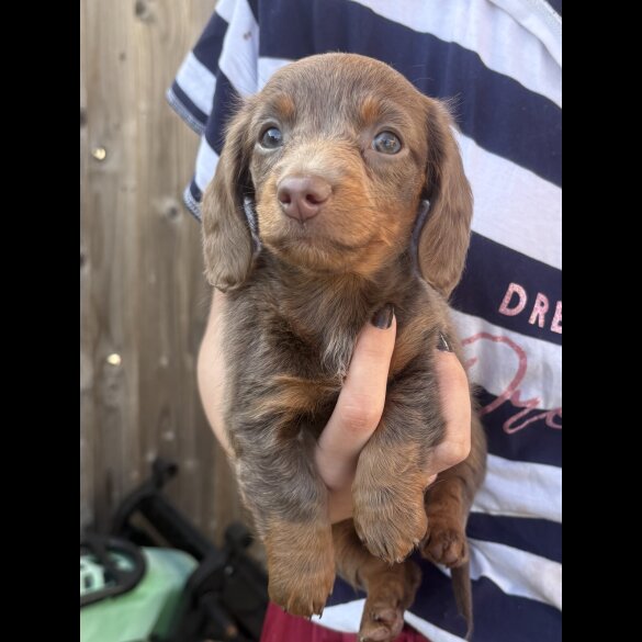 Dachshund (Miniature Smooth Haired)
