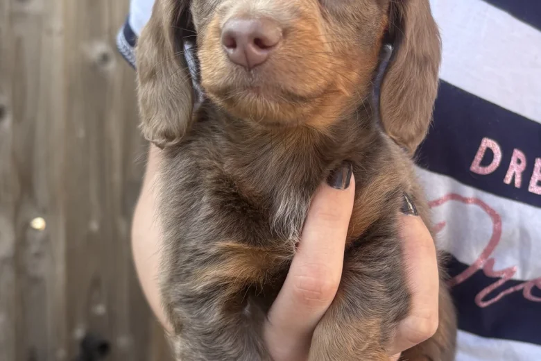 Dachshund (Miniature Smooth Haired)