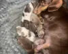 Dachshund (Miniature Smooth Haired)