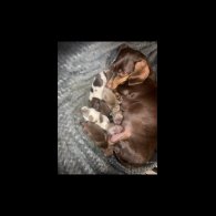 Dachshund (Miniature Smooth Haired)