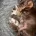 Dachshund (Miniature Smooth Haired)