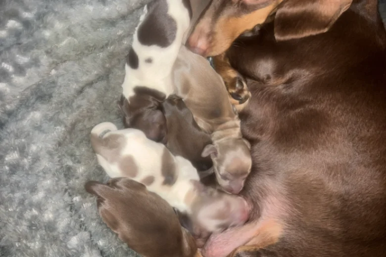 Dachshund (Miniature Smooth Haired)