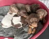 Dachshund (Miniature Smooth Haired)