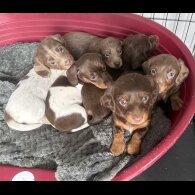 Dachshund (Miniature Smooth Haired)