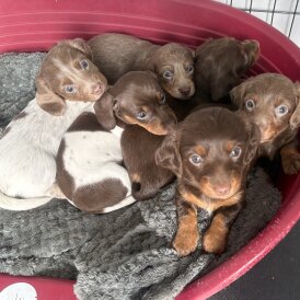 Dachshund (Miniature Smooth Haired)