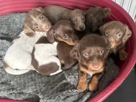 Dachshund (Miniature Smooth Haired)