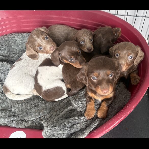 Dachshund (Miniature Smooth Haired)