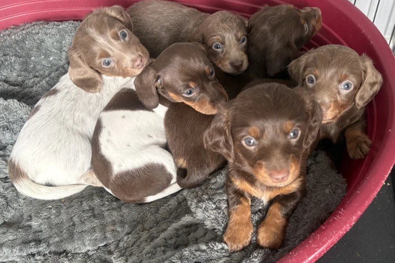 Dachshund (Miniature Smooth Haired)